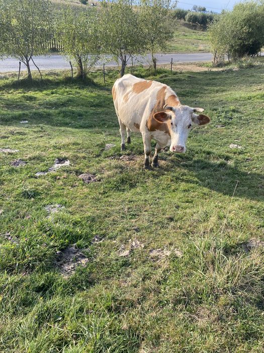 Vaci de vanzare Baltata Romaneasca