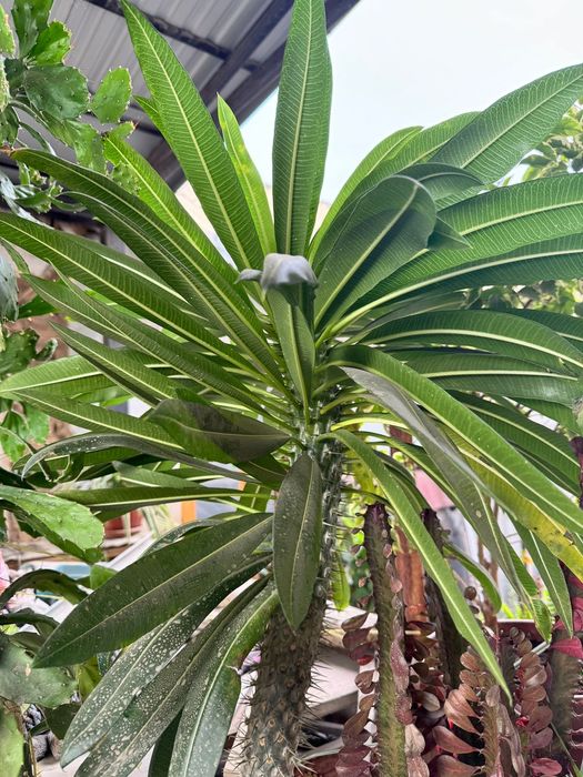 Кактус Пахиподиум мадагаскарский