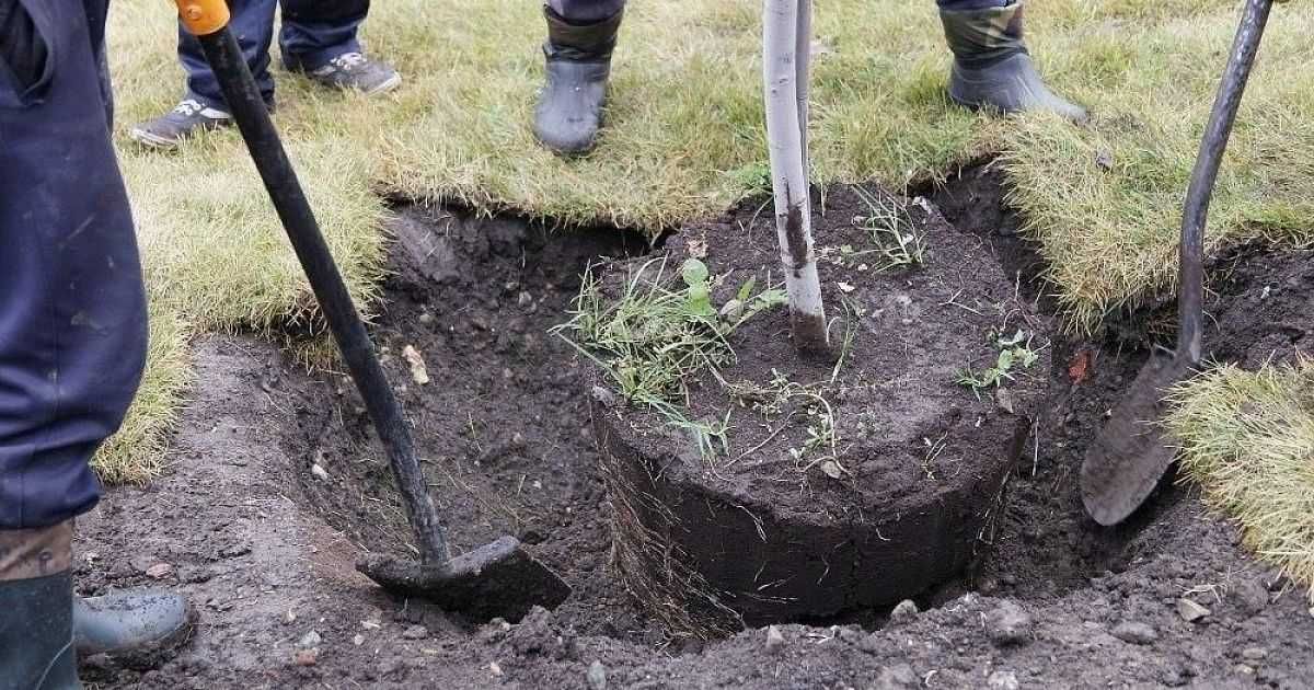 Саженцы  крупномеры плодовых деревьев у питомника. Яблоня Белый Налив