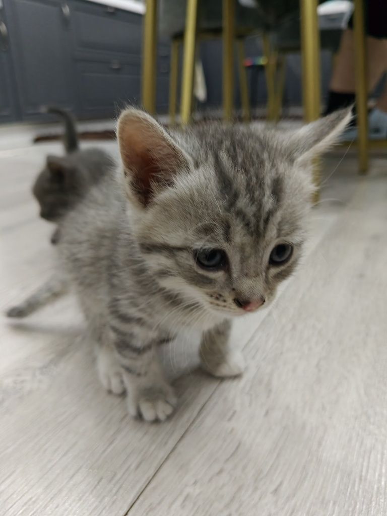 Отдаем котят в хорошие руки.