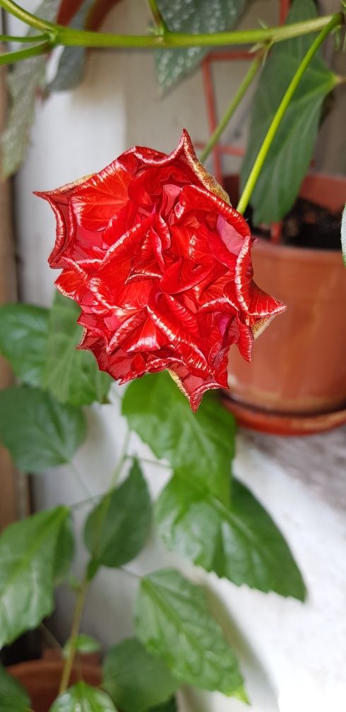 Trandafir japonez 50-90lei fix depinde de mărime nu trimit in tara.