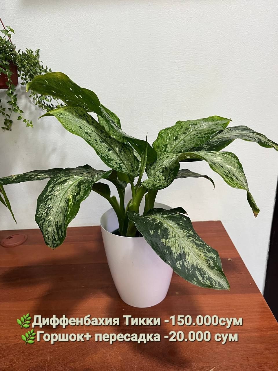 Папоротник и др комнатные растения