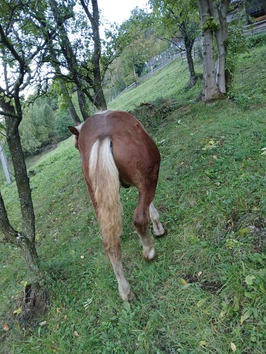 Vând manz de 5 luni