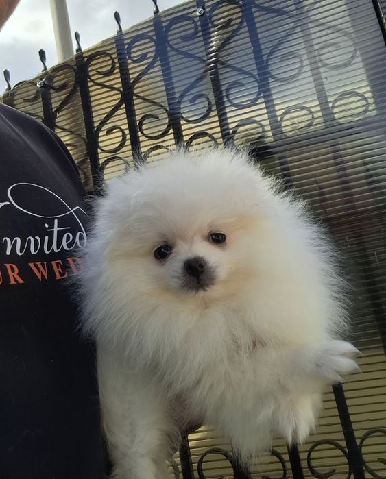 Pomeranian pui talie mică