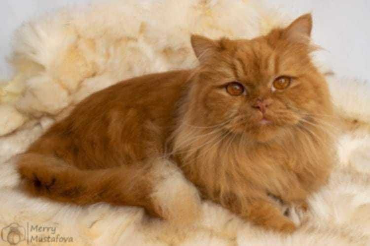 Персийско коте чистокръвно