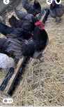 Oua australop incubat