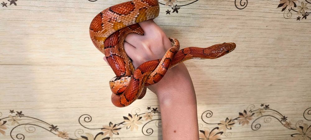 Змея Маисовый полоз