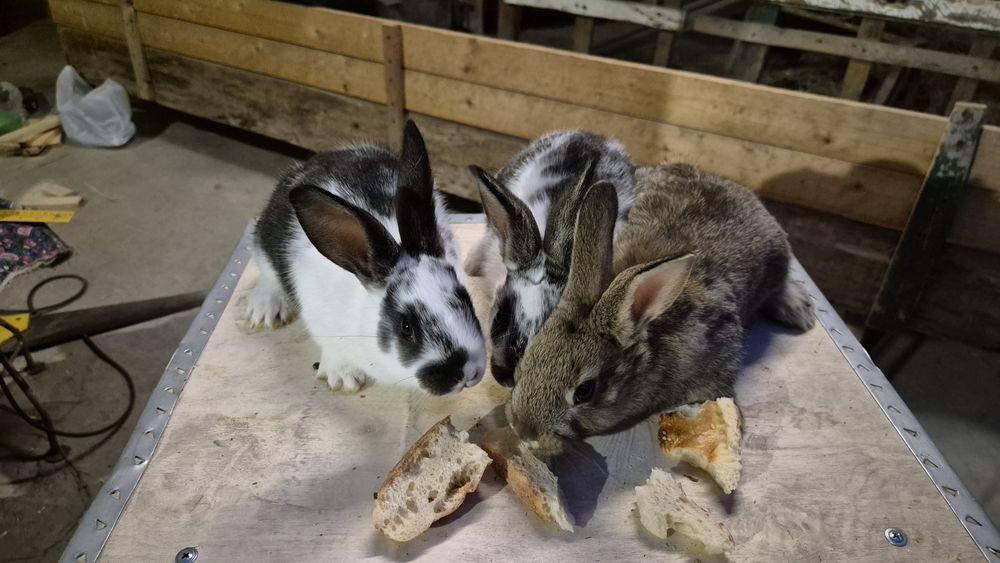 Соглом куёнчалар