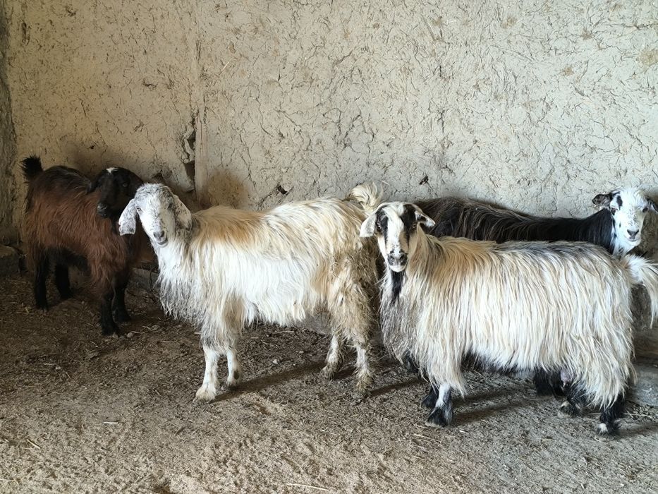 Echki sotiladi egiz tugʻaydigan