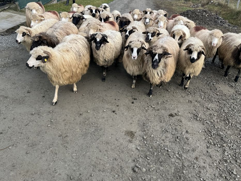 Vand 35 de oi tinere frumoase miori stramiori