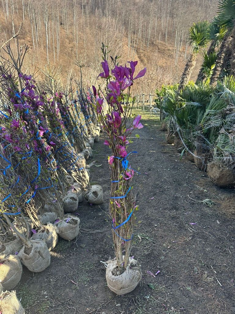 Magnolia tufa solangiana