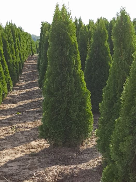 Tuia cu dimensiuni de la 1.20m pana la 3m