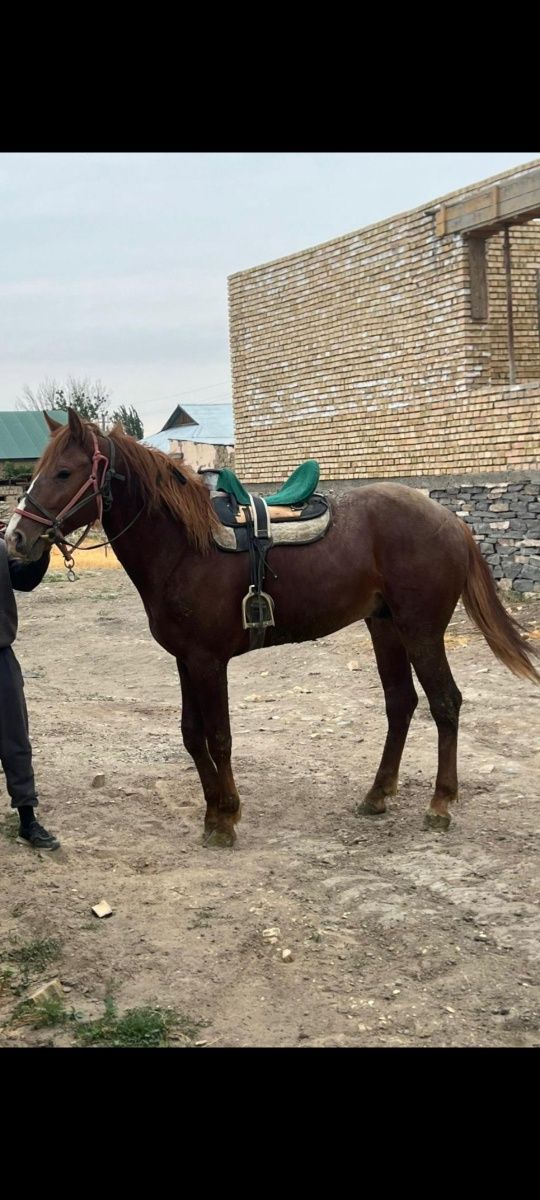 Айгыр 3 жасар донен сатылады