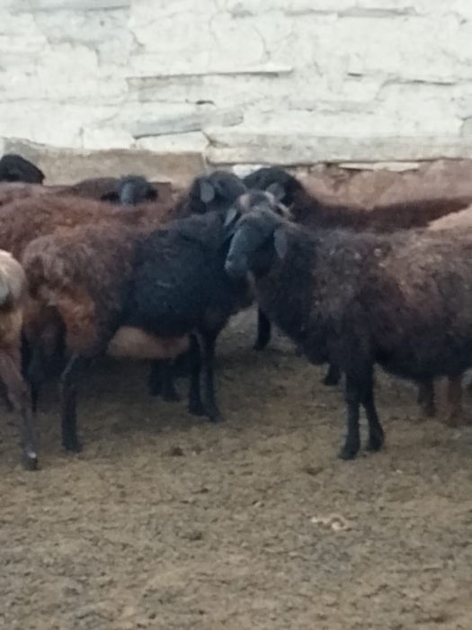 1-2 туған жас қойлар сатылады