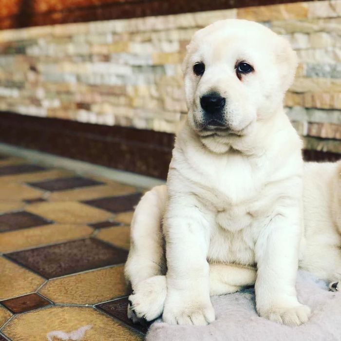 Белый медведь чисто кровный алабай