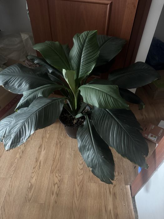 Гигант сенсация со скидкой