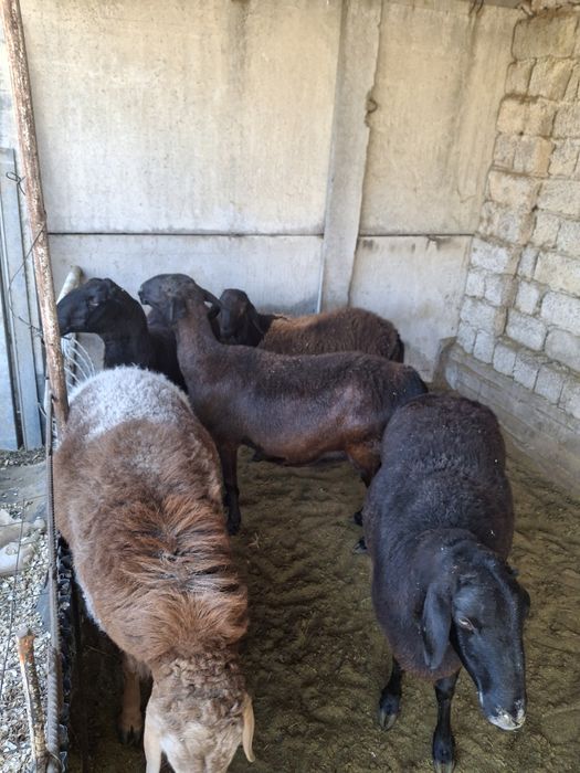 Ассолому алекум шу куйлар сотилади 3 та солик 1 та кузи кучкор хисори