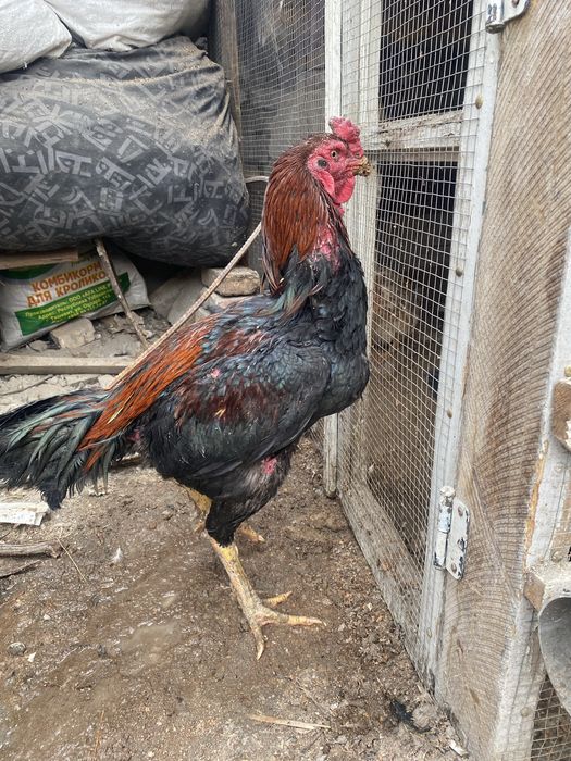 Dakan xoroz sotiladi arzon katta