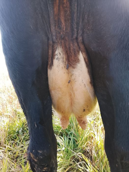 Vnd vaca bruna gestanta an 3 luni și vine cu al 4 vițel și are lapte 1