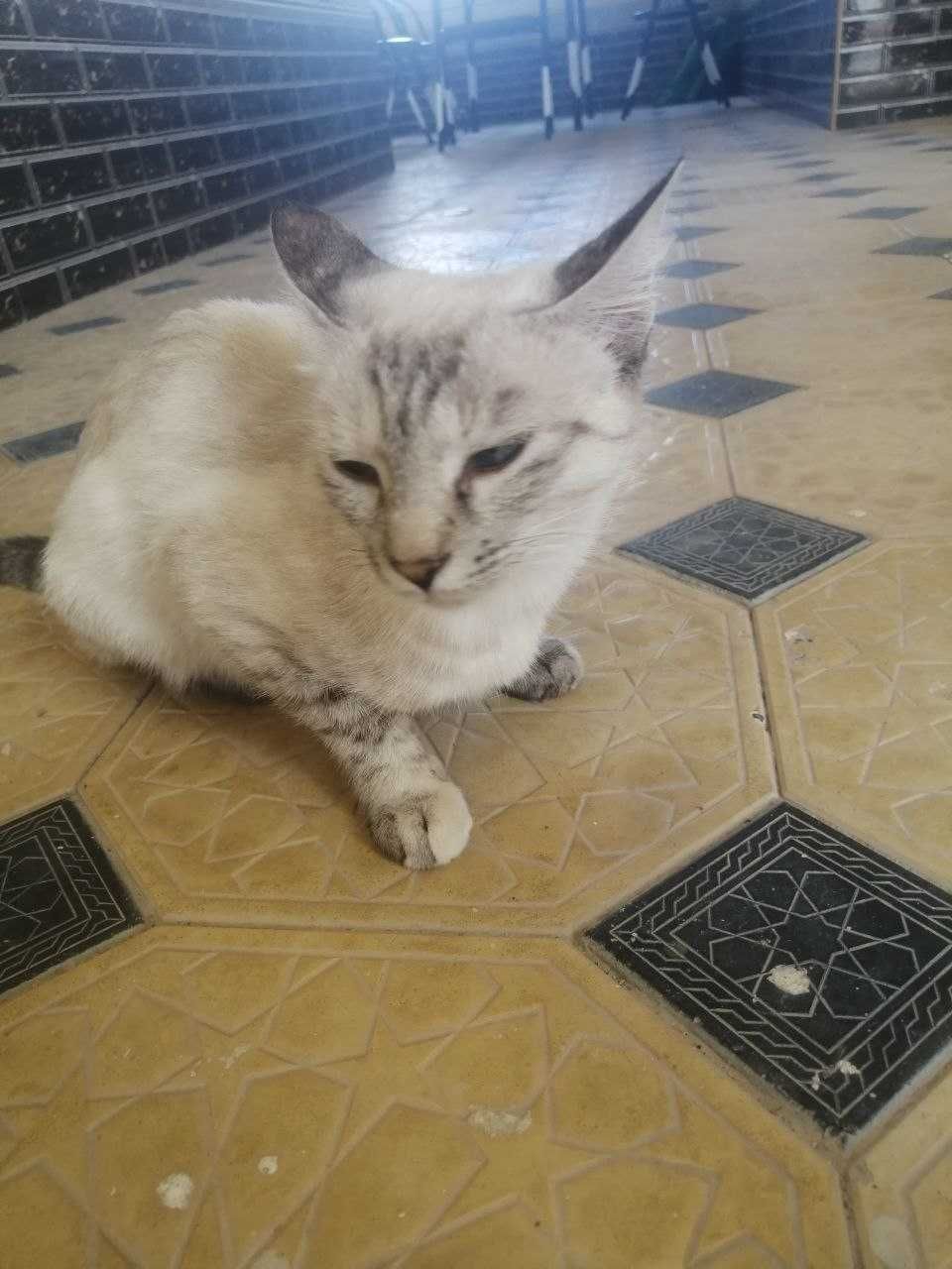 Urg'ochi  uy mushugi