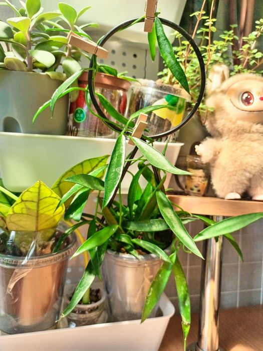 Хойя лонгифолия (Hoya longifolia)