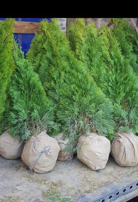 Tuia si gazon rulou peluza