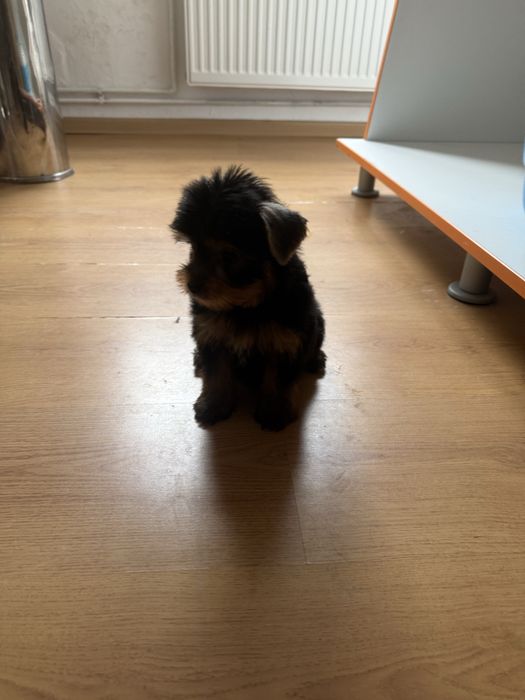 Yorkshire Terrier