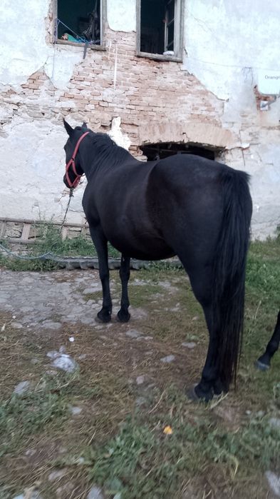 Vând Iapă 5 ani preț negociabil