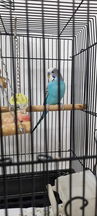 Отдам в хорошие руки 2 попугаев волнистых  за 1кг мандаринов