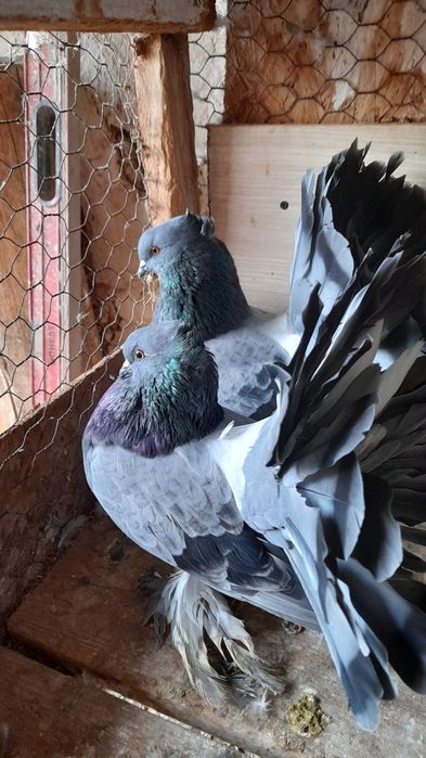 Porumbei voltati indieni