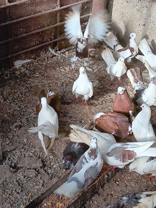 Продавам гълъби- играджии( преметачи)