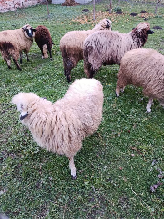 De vânzare 6 miele de anul acesta