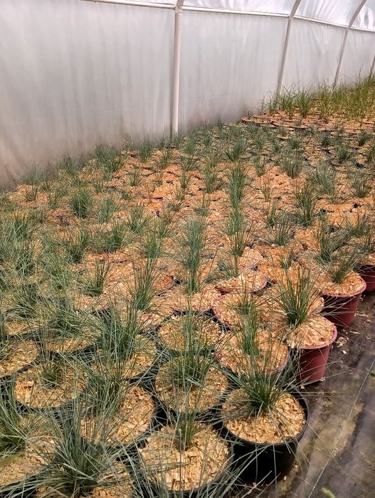Iarbă Albastră – Festuca valesiaca Glaucantha