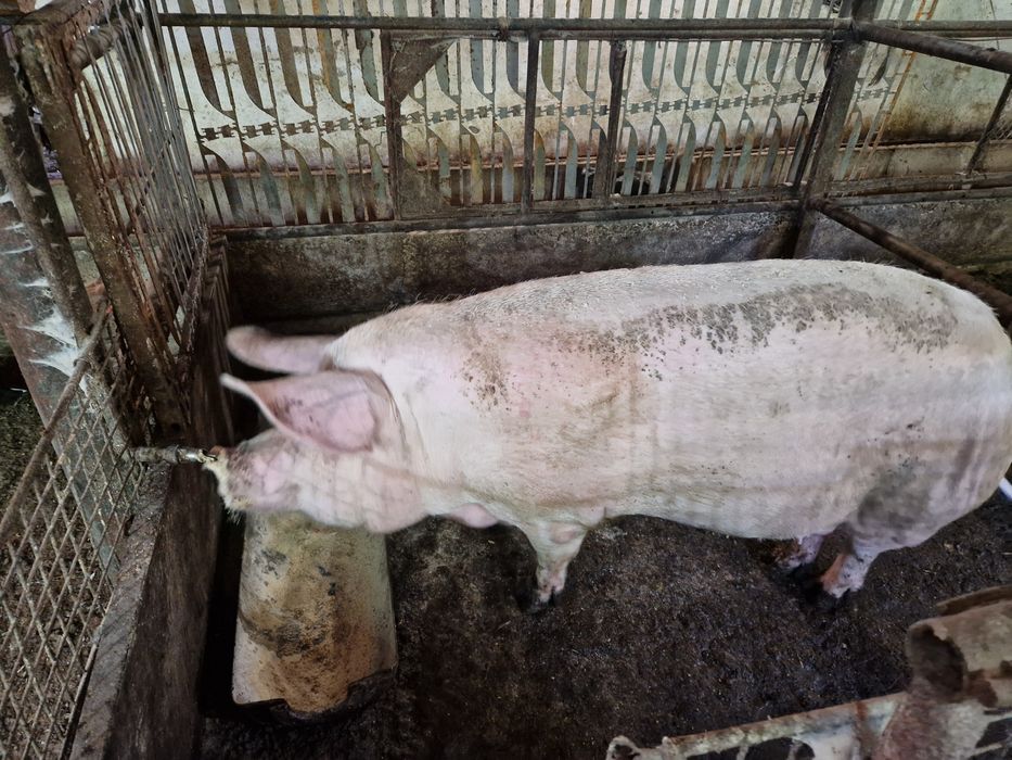 Продавам Свиня да разплод или за клане