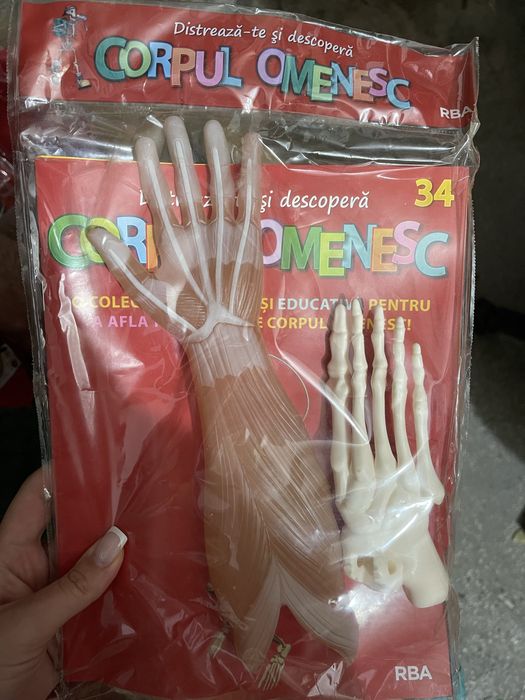 Corpul omenesc set (schelete impreuna cu organe) colectia Libertatea