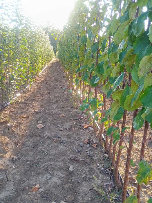 Vand pomi fructiferi