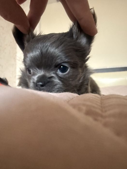 Чихуахуа голубого окраса