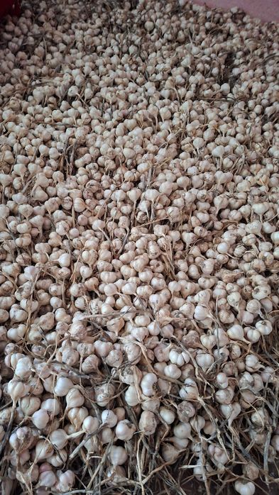 Usturoi roz românesc