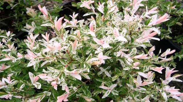 Пъстролистна Японска върба (Храстовидна)