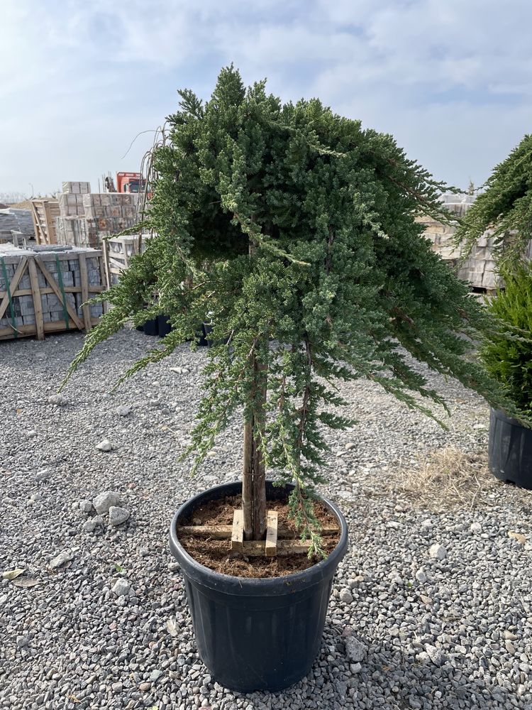 Leylandii Gard Viu