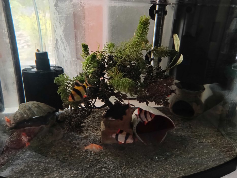 Donez Pești Guppy,Gold Fish Telescope,Tiger Barb