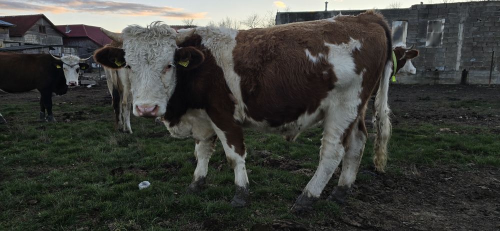 De vanzare vaci bune te tinut(nu sunt pentru taiat)