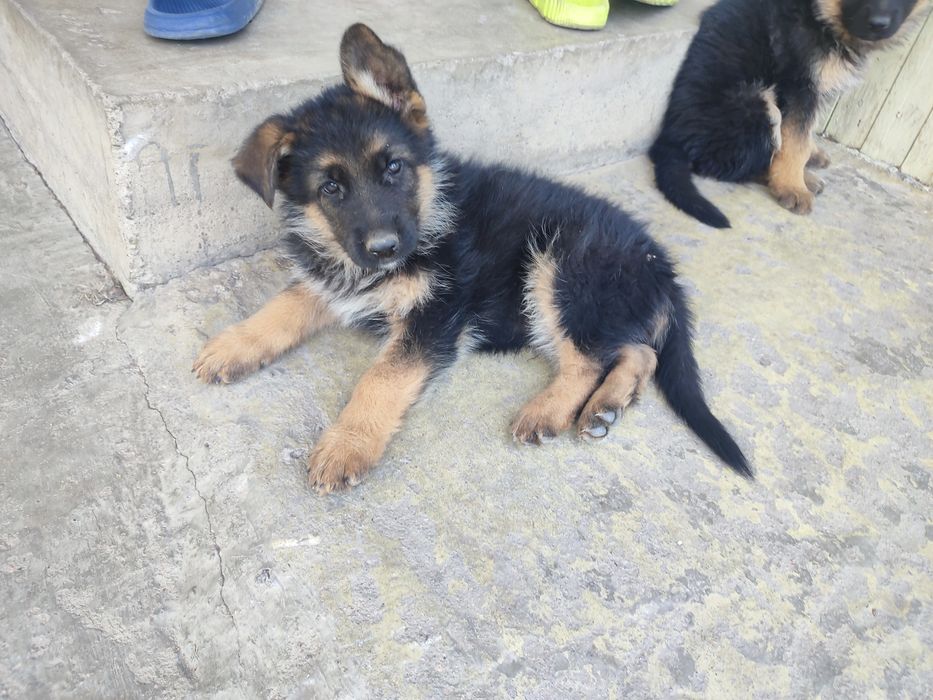 Продам щенков немецкой овчарки