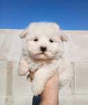 Asigur transport !!! Pui Bichon Maltez mini toy de exceptie !!!