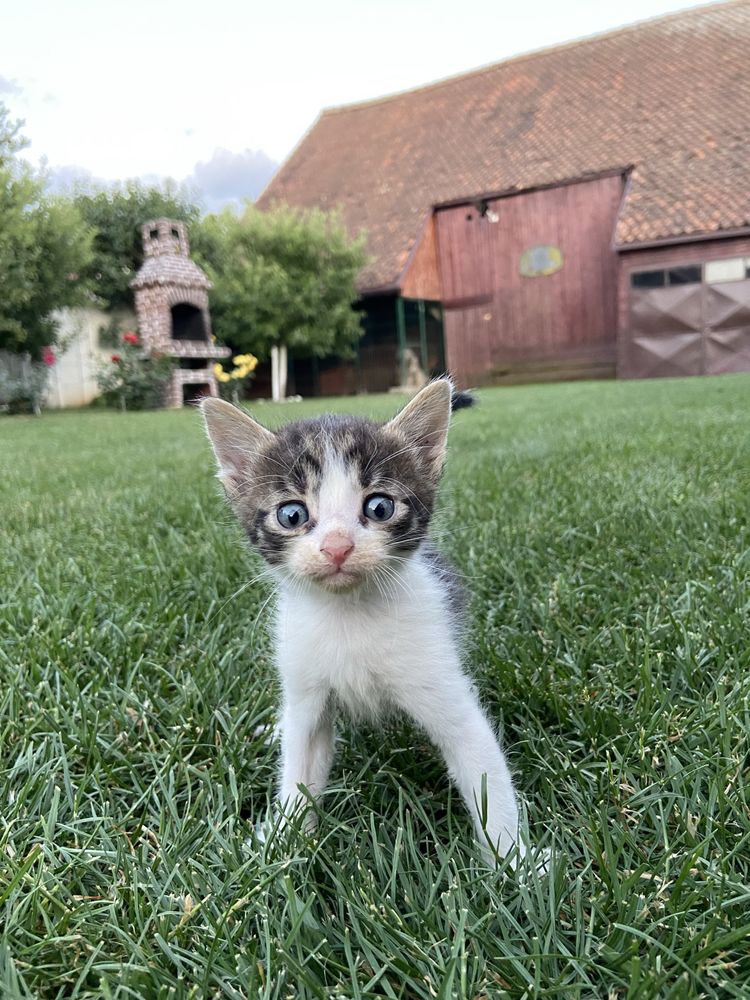 Dau spre adopție 6 pui de pisică în vârstă de 1 lună și câteva zile