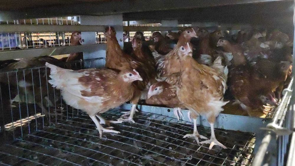 Comandă acum - Puicuţe ouătoare – Lot Limitat