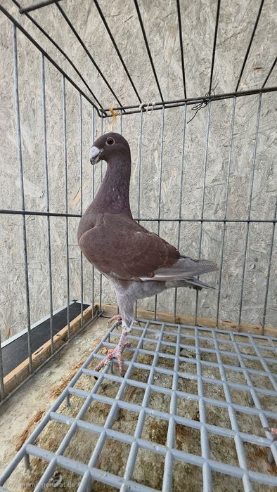 Porumbei Voiajori germani, Americani, Rotati