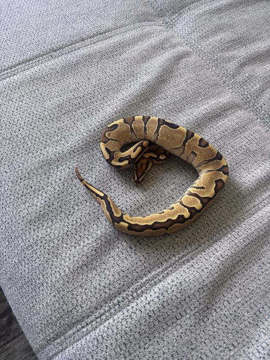 Vand piton regal pui