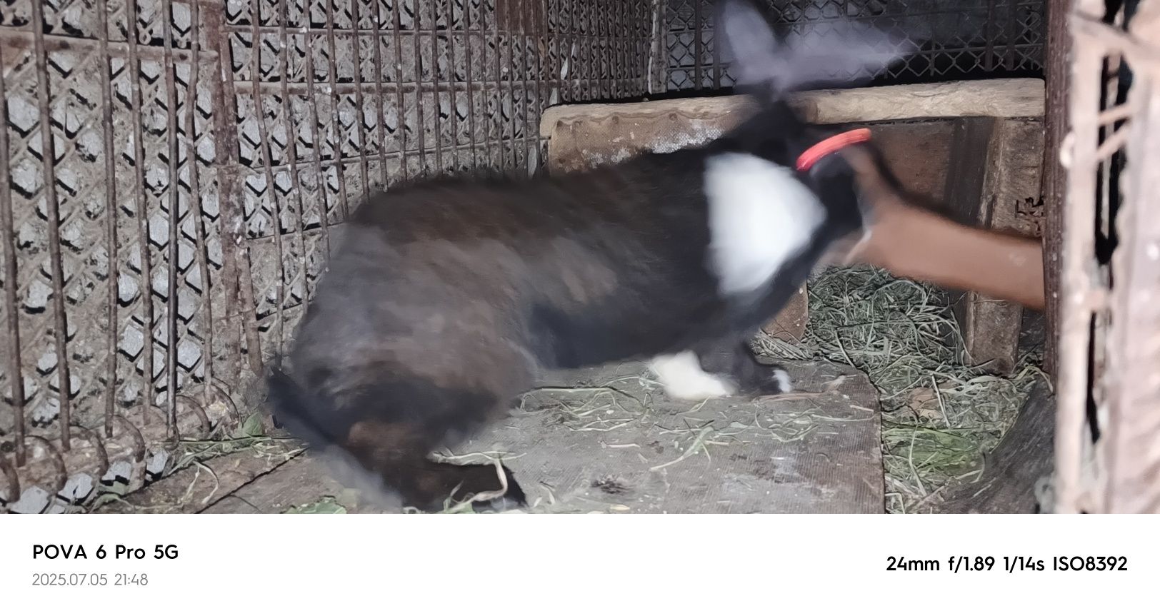 Quyonlar sotiladi kattasidan tortib bolasigacha