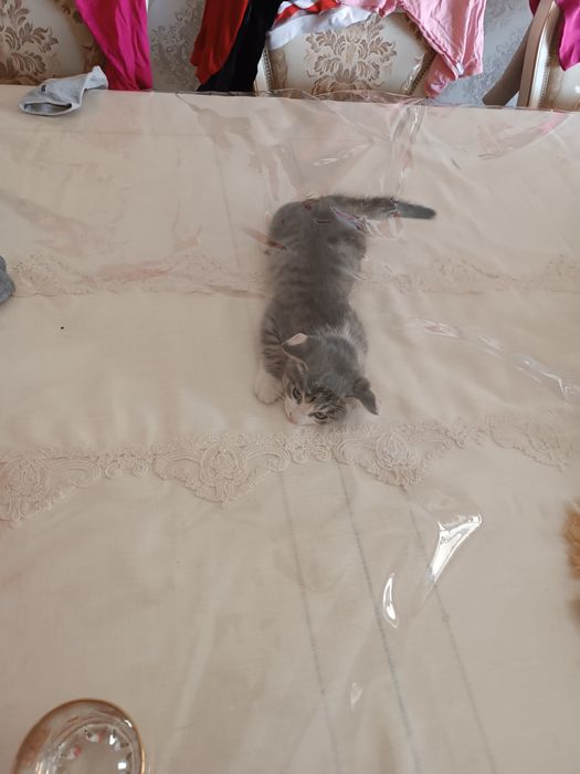 Uy mushugi 2.5 oylik